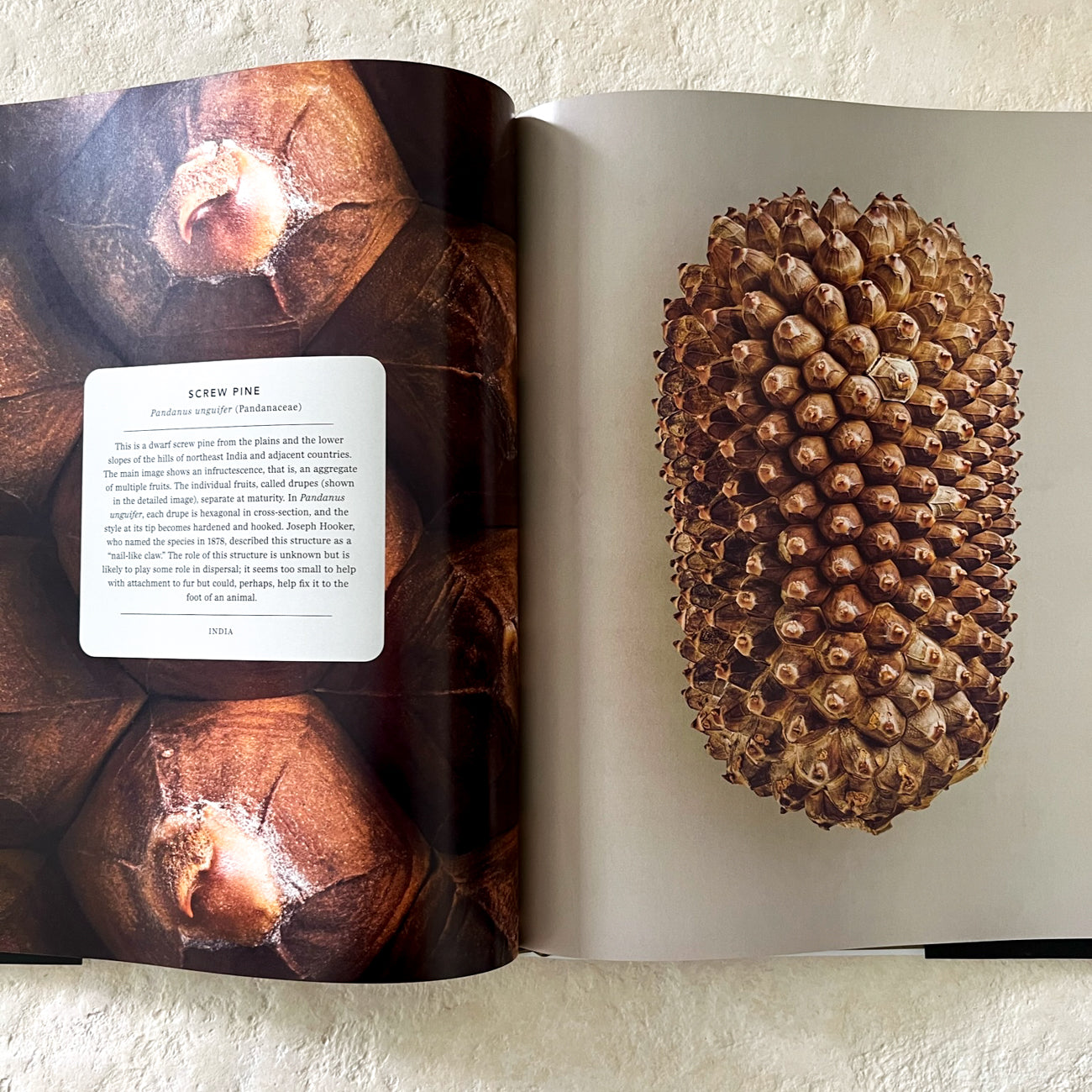 The Hidden Beauty of Seeds & Fruit