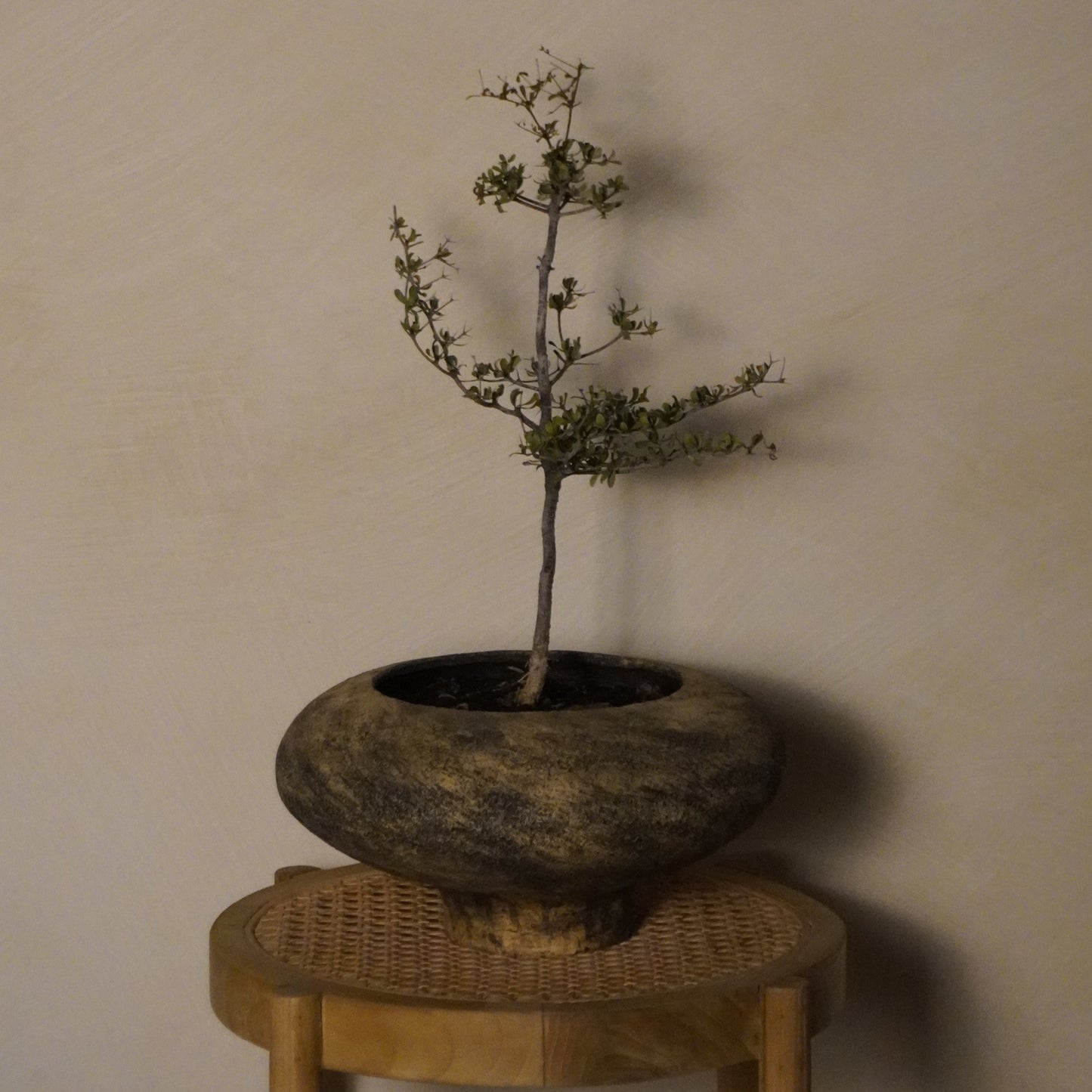MIZUTAMA BY D-HAENE WITH SHADY LADY BONSAI