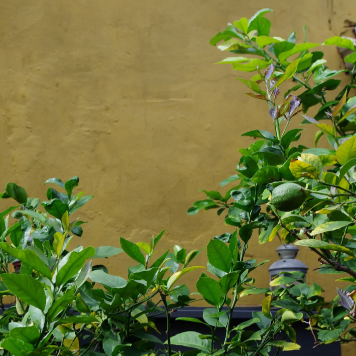 Bauwerk Colour Grass Tree