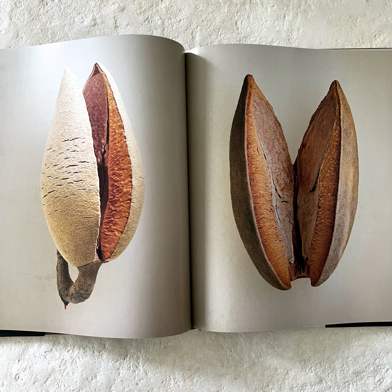 The Hidden Beauty of Seeds & Fruit