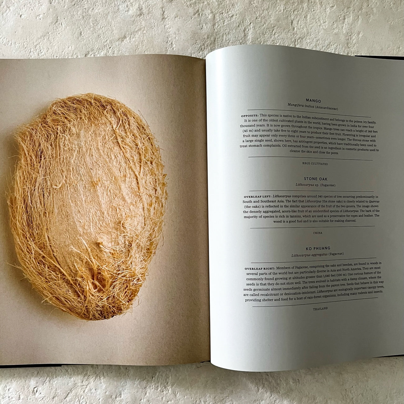 The Hidden Beauty of Seeds & Fruit